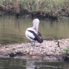 Pelecanus conspicillatus (Australian Pelican) at Albury - 25 Jan 2021 by PaulF