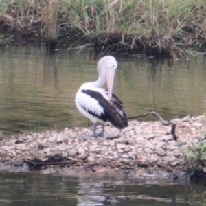 Pelecanus conspicillatus at Lake Hume Village, NSW - 25 Jan 2021 01:47 PM