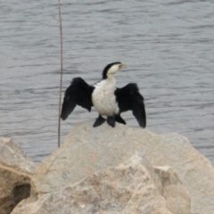 Microcarbo melanoleucos (Little Pied Cormorant) at Lake Hume Village, NSW - 25 Jan 2021 by PaulF
