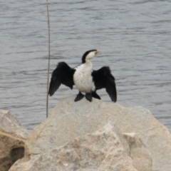 Microcarbo melanoleucos (Little Pied Cormorant) at Albury - 25 Jan 2021 by PaulF