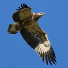 Haliaeetus leucogaster (White-bellied Sea-Eagle) at Wonga Wetlands - 10 Mar 2020 by KylieWaldon