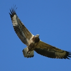 Haliaeetus leucogaster at Wonga Wetlands - 10 Mar 2020