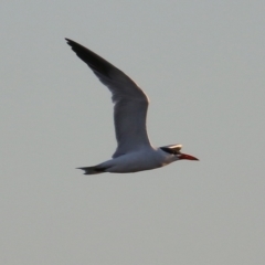 Hydroprogne caspia (Caspian Tern) at Wodonga - 7 Jan 2019 by KylieWaldon