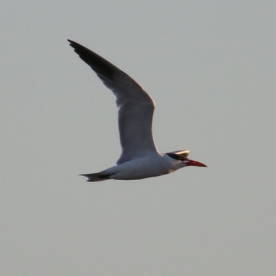 Hydroprogne caspia (Caspian Tern) at Ebden, VIC - 6 Jan 2019 by Kyliegw