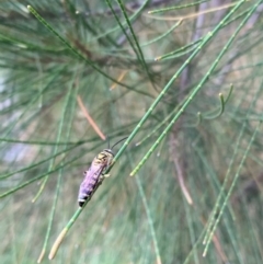 Tiphiidae (family) (Unidentified Smooth flower wasp) at Murrumbateman, NSW - 26 Jan 2021 by SimoneC