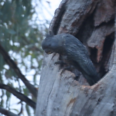 Callocephalon fimbriatum (Gang-gang Cockatoo) at GG149 - 26 Jan 2021 by roymcd