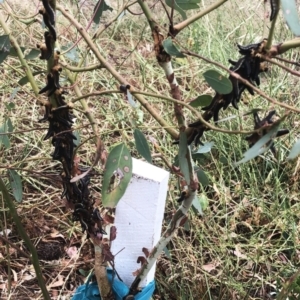 Perginae sp. (subfamily) at Hughes, ACT - 26 Jan 2021