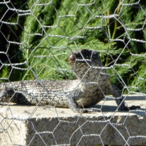 Egernia cunninghami at Yass River, NSW - 22 Jan 2021 08:17 AM