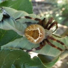 Backobourkia sp. (genus) (An orb weaver) at Yass River, NSW - 22 Jan 2021 by SenexRugosus