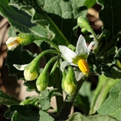 Solanum nigrum (Black Nightshade) at Cook, ACT - 25 Jan 2021 by drakes