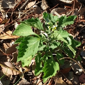 Solanum nigrum at Cook, ACT - 25 Jan 2021 08:50 AM