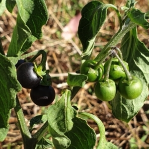 Solanum nigrum at Cook, ACT - 25 Jan 2021
