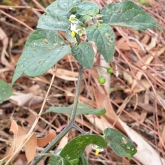 Solanum nigrum (Black Nightshade) at Cook, ACT - 25 Jan 2021 by drakes