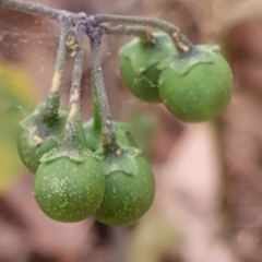 Solanum nigrum at Cook, ACT - 26 Jan 2021