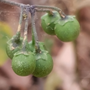 Solanum nigrum at Cook, ACT - 26 Jan 2021