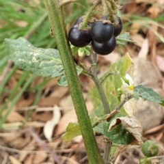 Solanum nigrum at Cook, ACT - 26 Jan 2021