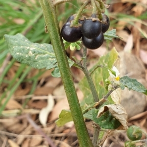 Solanum nigrum at Cook, ACT - 26 Jan 2021