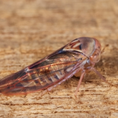 Rosopaella (genus) (A leafhopper) at Melba, ACT - 16 Jan 2021 by kasiaaus