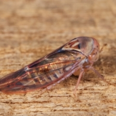 Unidentified Leafhopper & planthopper (Hemiptera, several families) at Melba, ACT - 16 Jan 2021 by kasiaaus