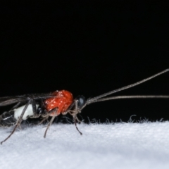 Pycnobraconoides sp. (genus) (A Braconid wasp) at Melba, ACT - 16 Jan 2021 by kasiaaus