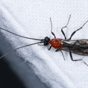 Pycnobraconoides sp. (genus) at Melba, ACT - 17 Jan 2021