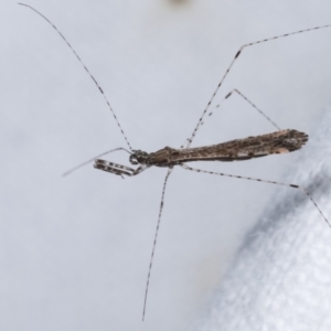 Empicoris sp. (genus) at Melba, ACT - 17 Jan 2021 01:27 AM