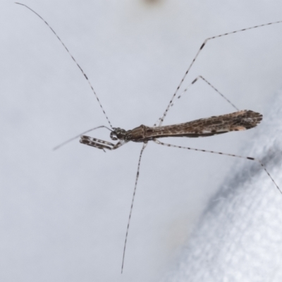 Empicoris sp. (genus) (Thread-legged assassin bug) at Melba, ACT - 16 Jan 2021 by kasiaaus