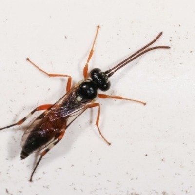 Unidentified Wasp (Hymenoptera, Apocrita) at Melba, ACT - 16 Jan 2021 by kasiaaus