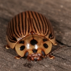 Paropsisterna intacta (Eucalyptus Leaf Beetle) at Melba, ACT - 17 Jan 2021 by kasiaaus