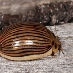 Paropsisterna intacta at Melba, ACT - 17 Jan 2021 10:05 PM