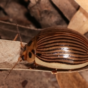 Paropsisterna intacta at Melba, ACT - 17 Jan 2021 10:05 PM