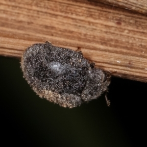 Coccinellidae (family) at Melba, ACT - 17 Jan 2021 10:09 PM