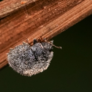 Coccinellidae (family) at Melba, ACT - 17 Jan 2021