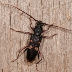 Phoracantha punctata (Longhorn beetle) at Melba, ACT - 17 Jan 2021 by kasiaaus