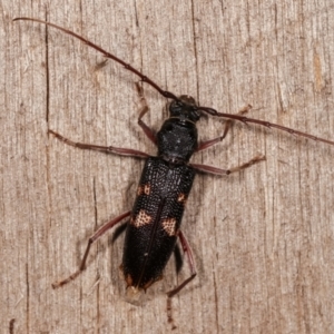 Phoracantha punctata at Melba, ACT - 17 Jan 2021