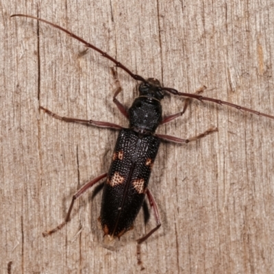 Phoracantha punctata (Longhorn beetle) at Melba, ACT - 17 Jan 2021 by kasiaaus