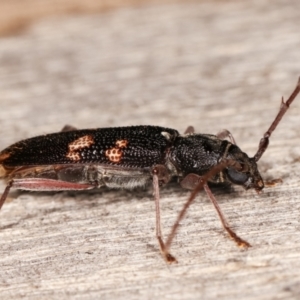 Phoracantha punctata at Melba, ACT - 17 Jan 2021 10:19 PM