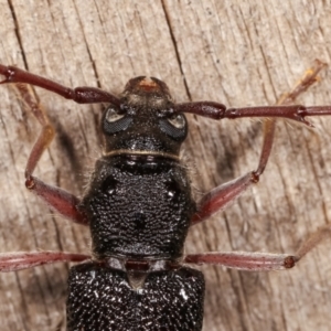 Phoracantha punctata at Melba, ACT - 17 Jan 2021