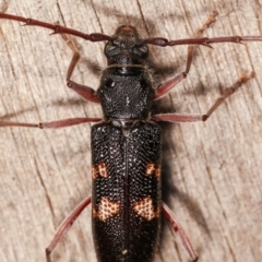 Phoracantha punctata at Melba, ACT - 17 Jan 2021 10:19 PM