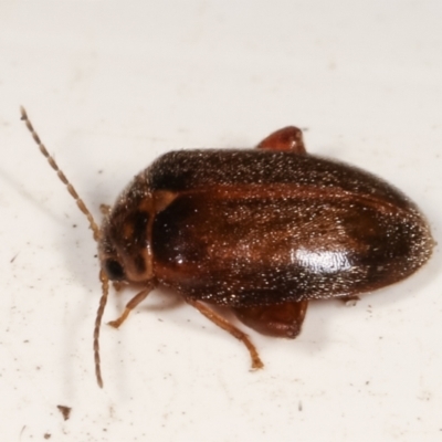 Scirtes sp. (Scirtid beetle) at Melba, ACT - 17 Jan 2021 by kasiaaus