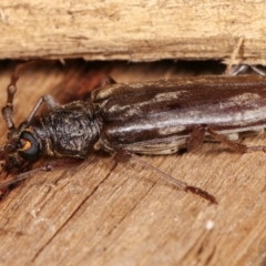 Pachydissus sericus at Melba, ACT - 18 Jan 2021