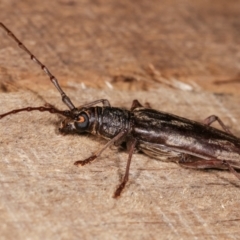 Pachydissus sericus at Melba, ACT - 18 Jan 2021 10:22 PM