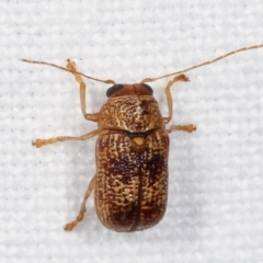 Aporocera (Aporocera) melanocephala (Leaf beetle) at Melba, ACT - 18 Jan 2021 by kasiaaus