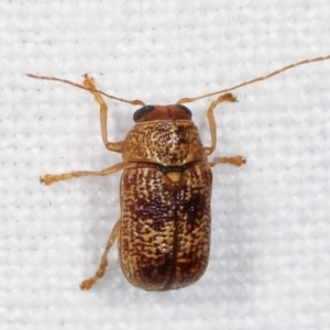 Aporocera (Aporocera) melanocephala at Melba, ACT - 18 Jan 2021