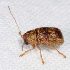 Aporocera (Aporocera) melanocephala at Melba, ACT - 18 Jan 2021