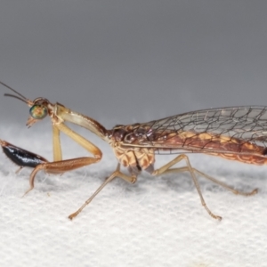 Mantispidae (family) at Melba, ACT - 18 Jan 2021