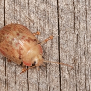 Paropsis sp. (genus) at Melba, ACT - 18 Jan 2021