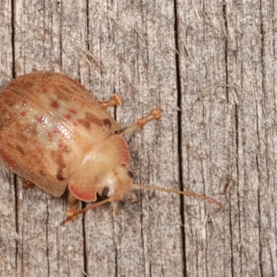 Paropsis sp. (genus) (A leaf beetle) at Melba, ACT - 18 Jan 2021 by kasiaaus