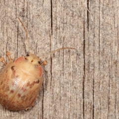 Paropsis sp. (genus) at Melba, ACT - 18 Jan 2021