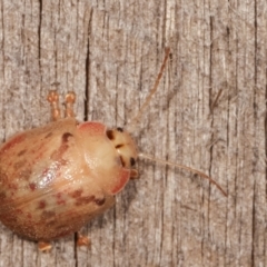 Paropsis sp. (genus) at Melba, ACT - 18 Jan 2021